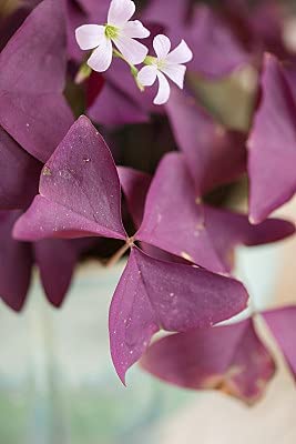 12PCS Purple Oxalis Shamrock Bulbs for Indoor & Outdoor Planting