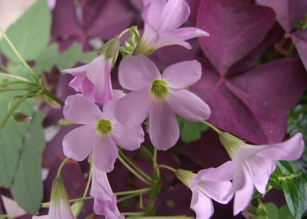 12PCS Purple Oxalis Shamrock Bulbs for Indoor & Outdoor Planting