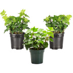 Live English Ivy Indoor Plant in 4" Pot