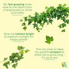 Live English Ivy Indoor Plant in 4" Pot