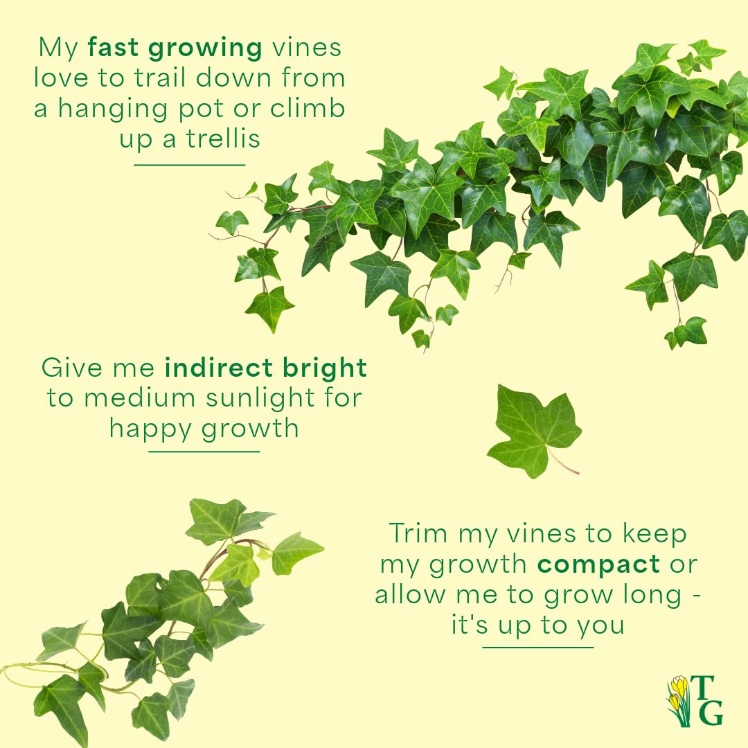 Live English Ivy Indoor Plant in 4" Pot