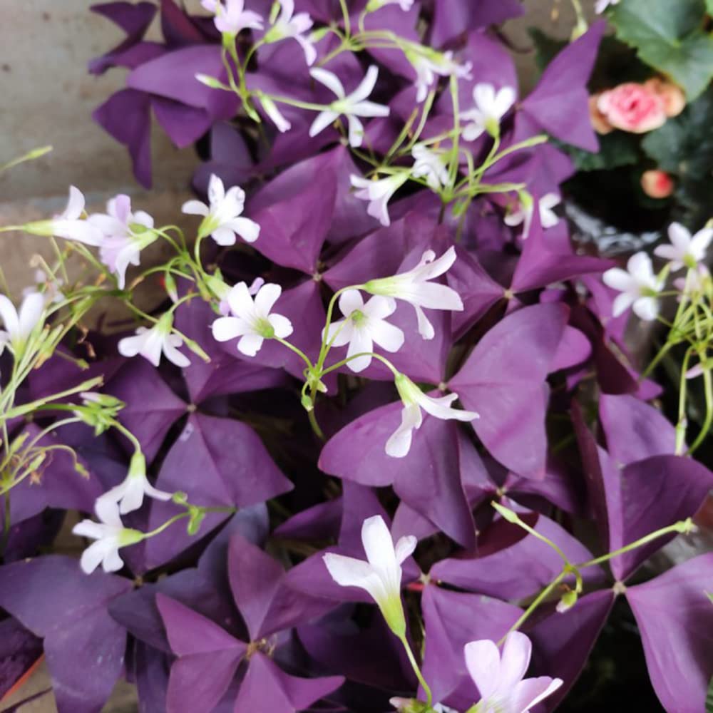 12PCS Purple Oxalis Shamrock Bulbs for Indoor & Outdoor Planting