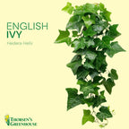 Live English Ivy Indoor Plant in 4" Pot