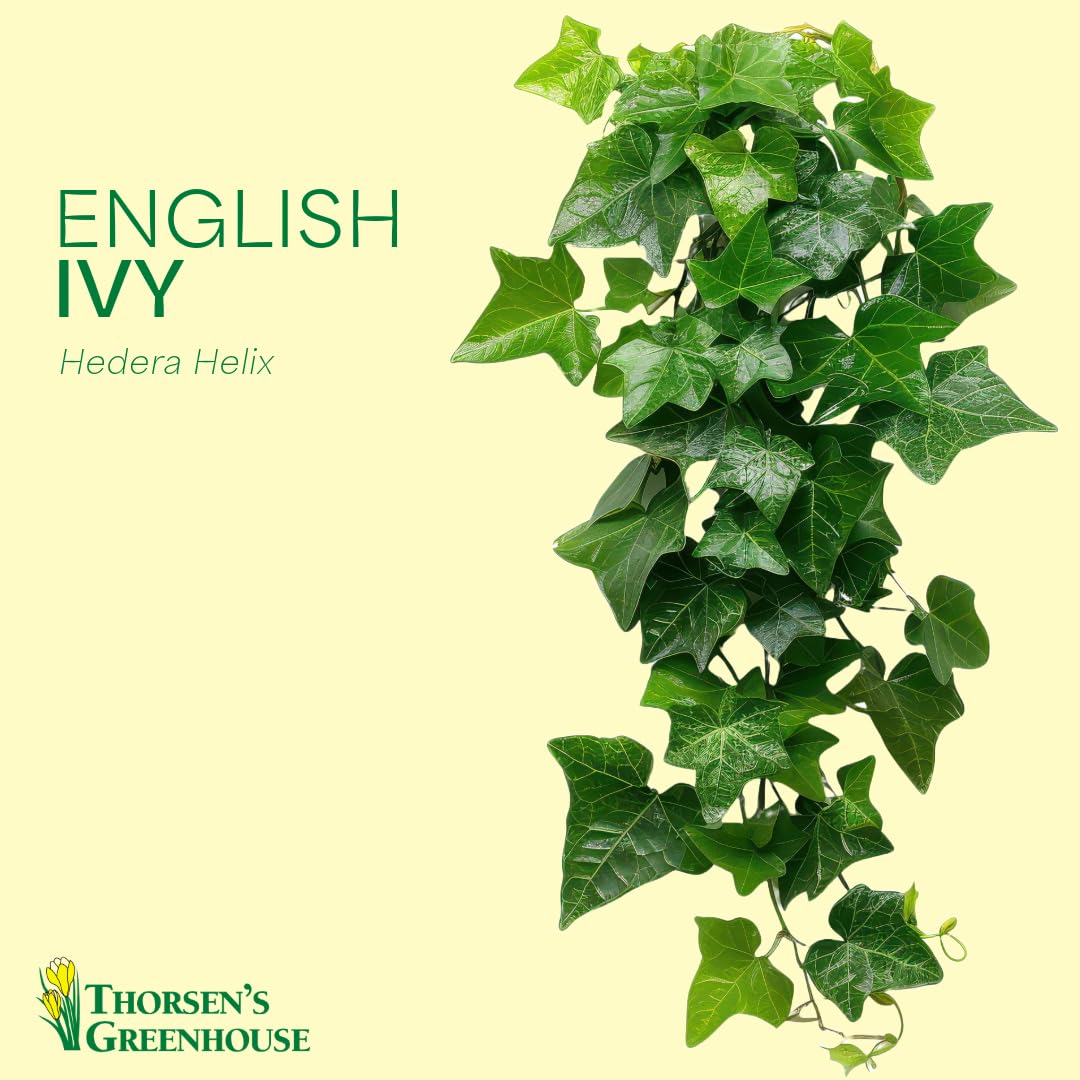 Live English Ivy Indoor Plant in 4" Pot
