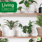 Live English Ivy Indoor Plant in 4" Pot