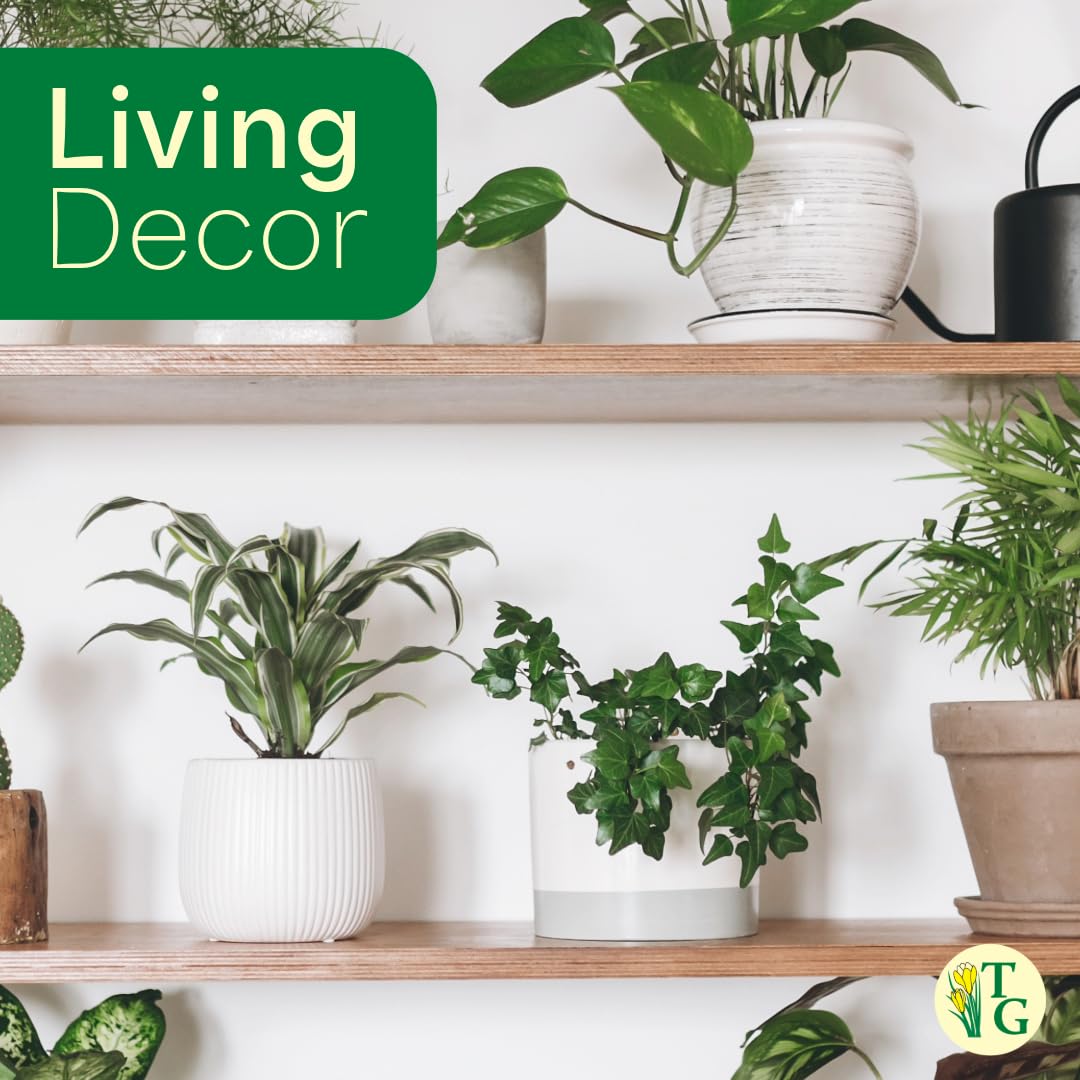Live English Ivy Indoor Plant in 4" Pot