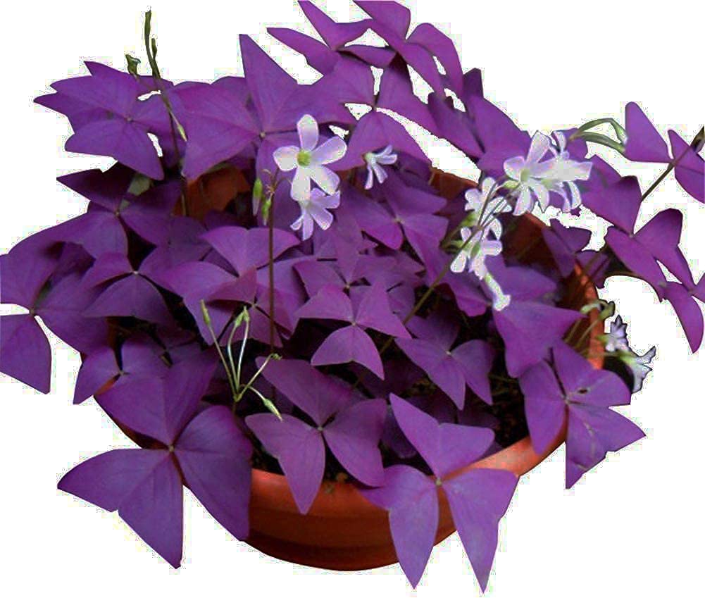 12PCS Purple Oxalis Shamrock Bulbs for Indoor & Outdoor Planting