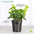 Live English Ivy Indoor Plant in 4" Pot