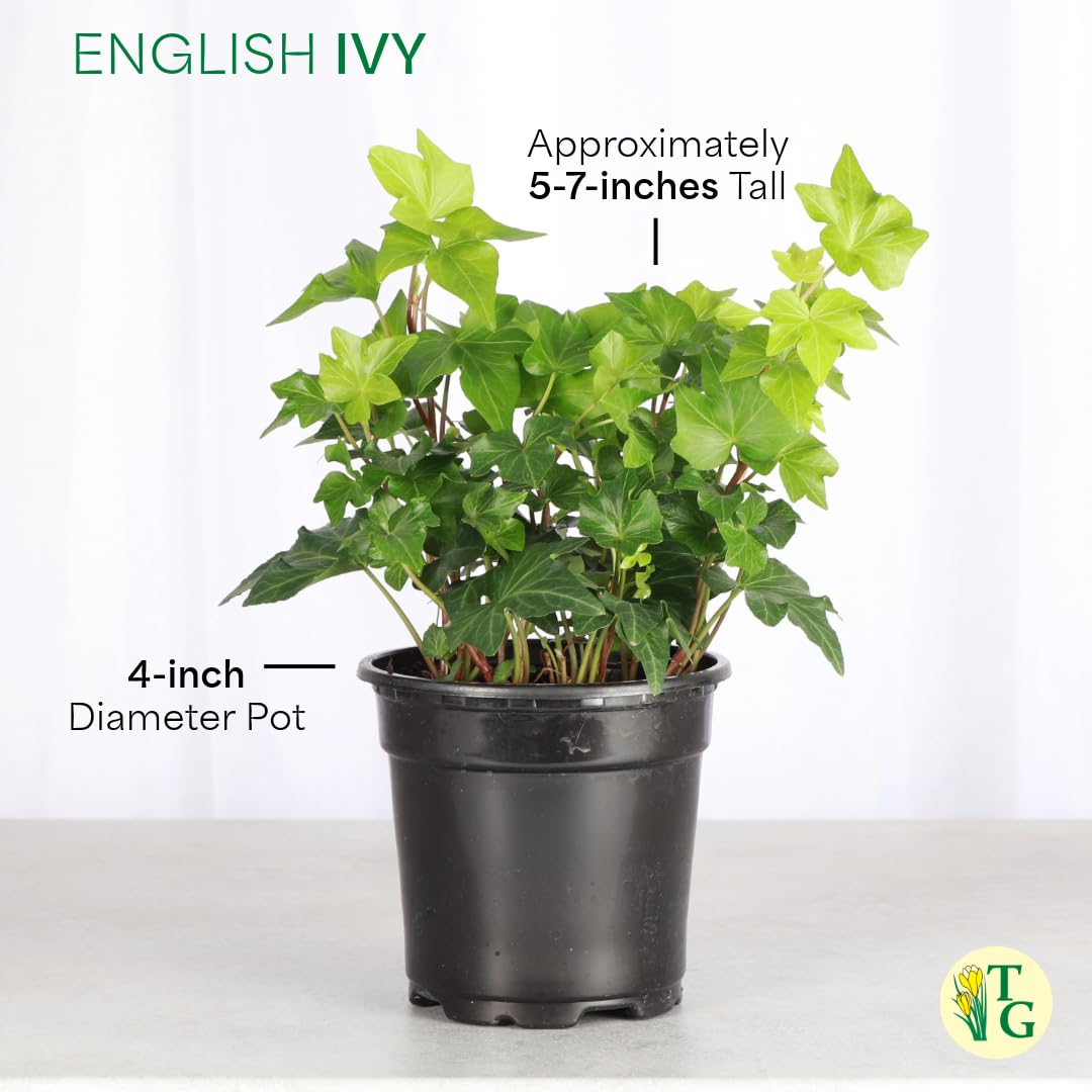 Live English Ivy Indoor Plant in 4" Pot