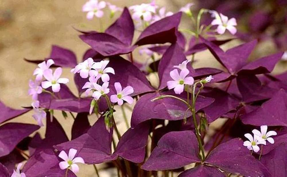 12PCS Purple Oxalis Shamrock Bulbs for Indoor & Outdoor Planting