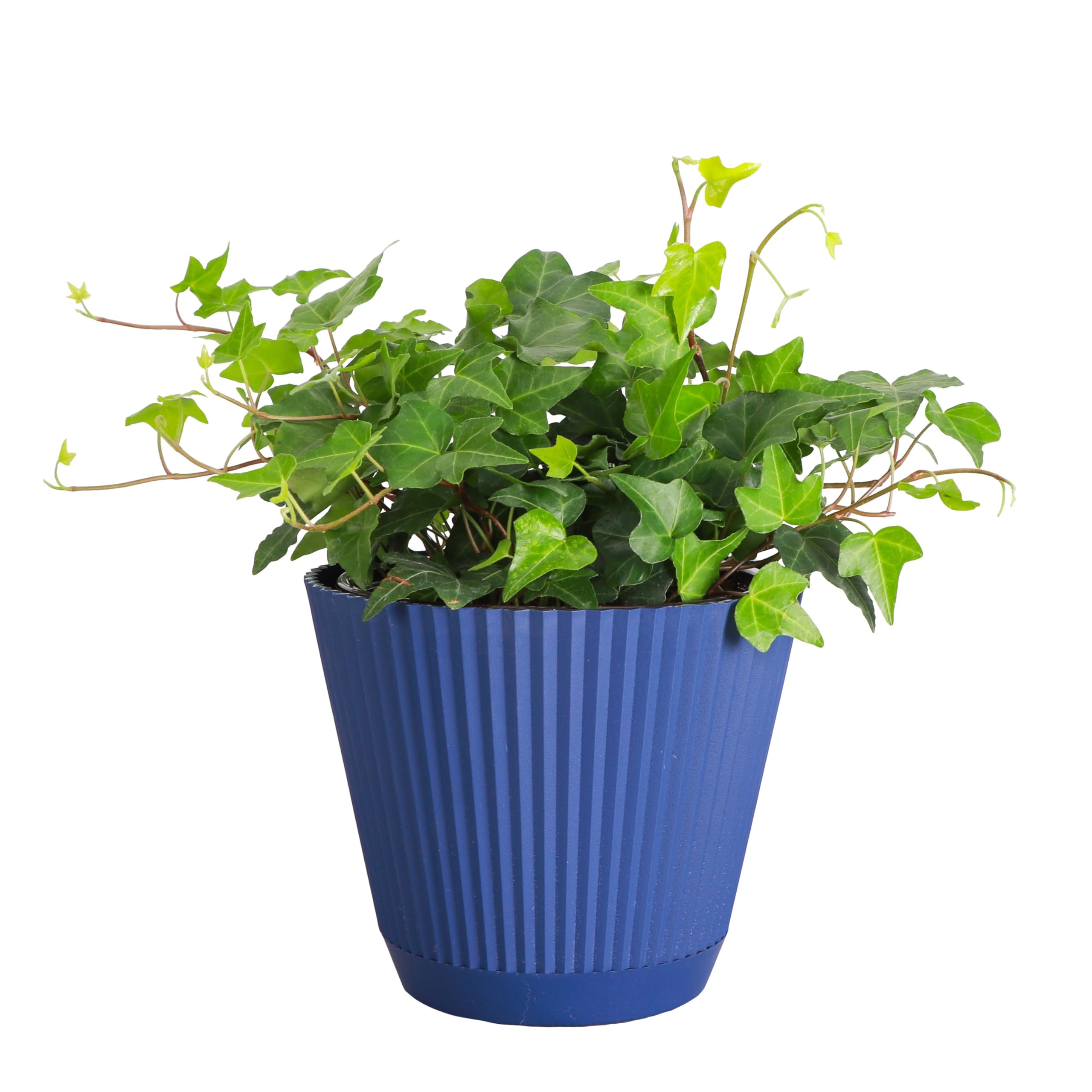 Live English Ivy Indoor Plant in 4" Pot