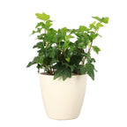 Live English Ivy Indoor Plant in 4" Pot