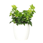 Live English Ivy Indoor Plant in 4" Pot