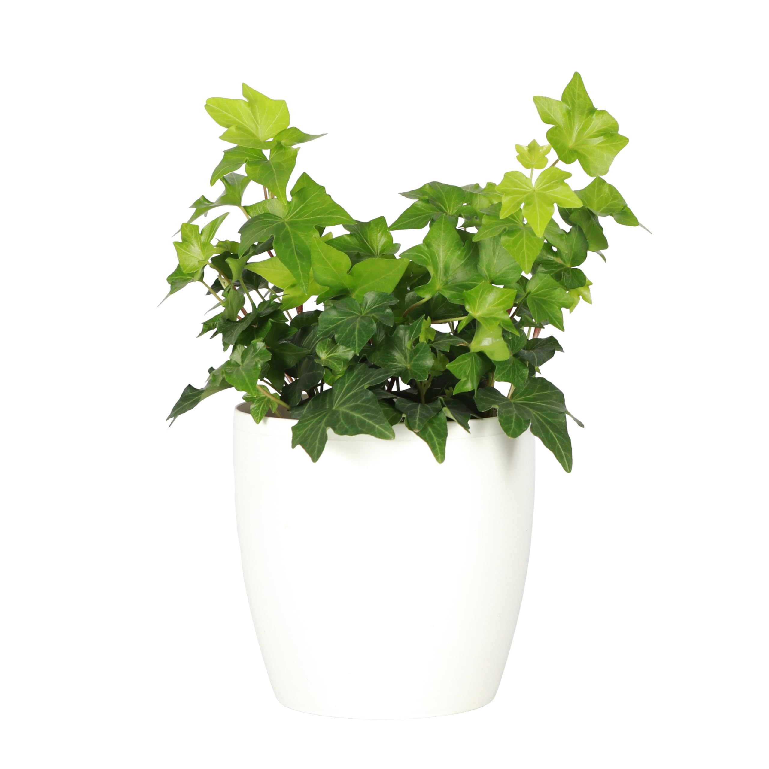 Live English Ivy Indoor Plant in 4" Pot