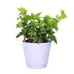 Live English Ivy Indoor Plant in 4" Pot