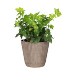 Live English Ivy Indoor Plant in 4" Pot
