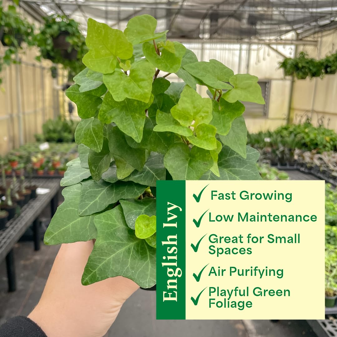 Live English Ivy Indoor Plant in 4" Pot