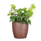 Live English Ivy Indoor Plant in 4" Pot