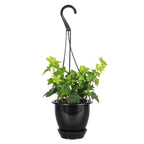 Live English Ivy Indoor Plant in 4" Pot