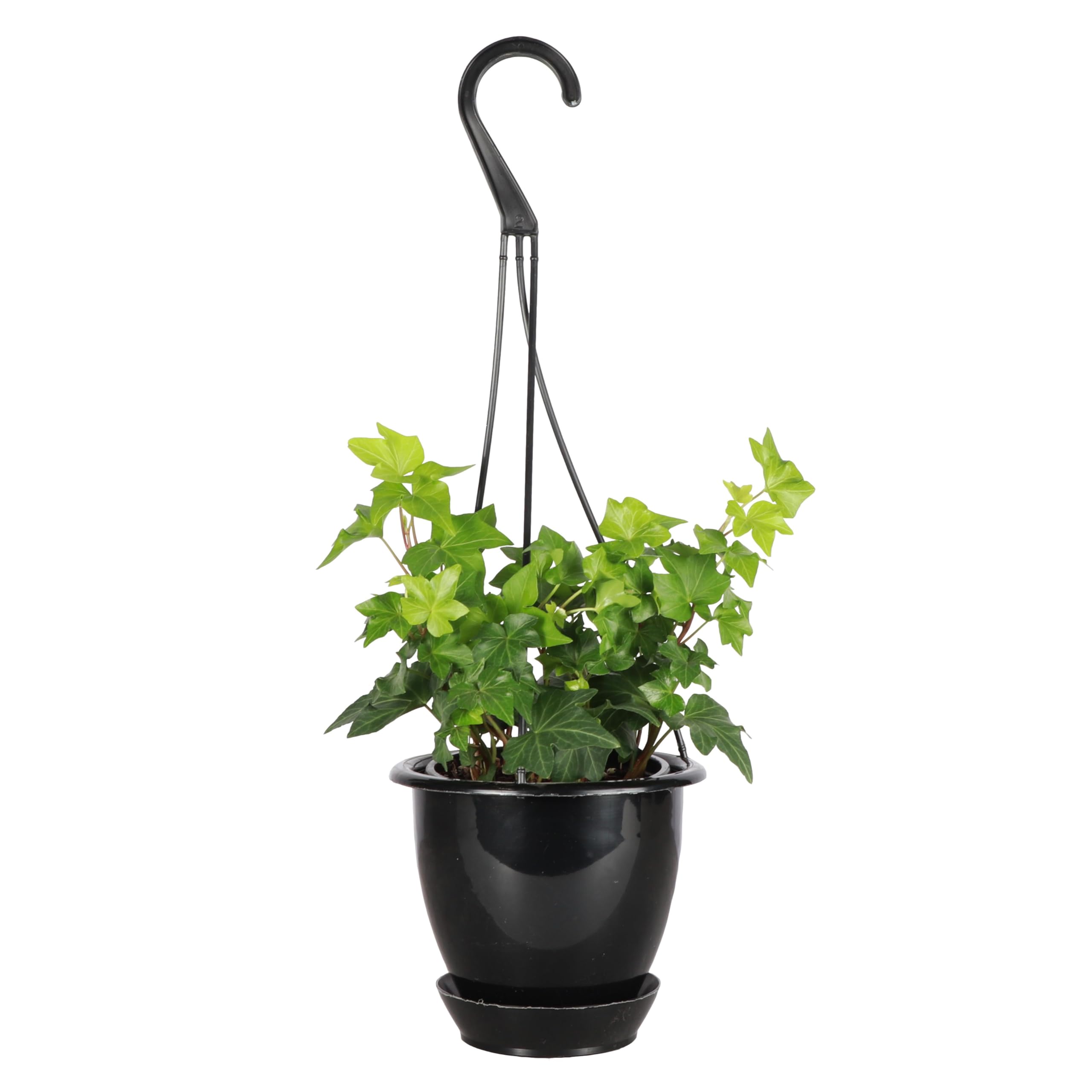 Live English Ivy Indoor Plant in 4" Pot