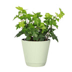 Live English Ivy Indoor Plant in 4" Pot