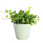 Live English Ivy Indoor Plant in 4" Pot