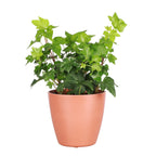 Live English Ivy Indoor Plant in 4" Pot