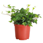 Live English Ivy Indoor Plant in 4" Pot