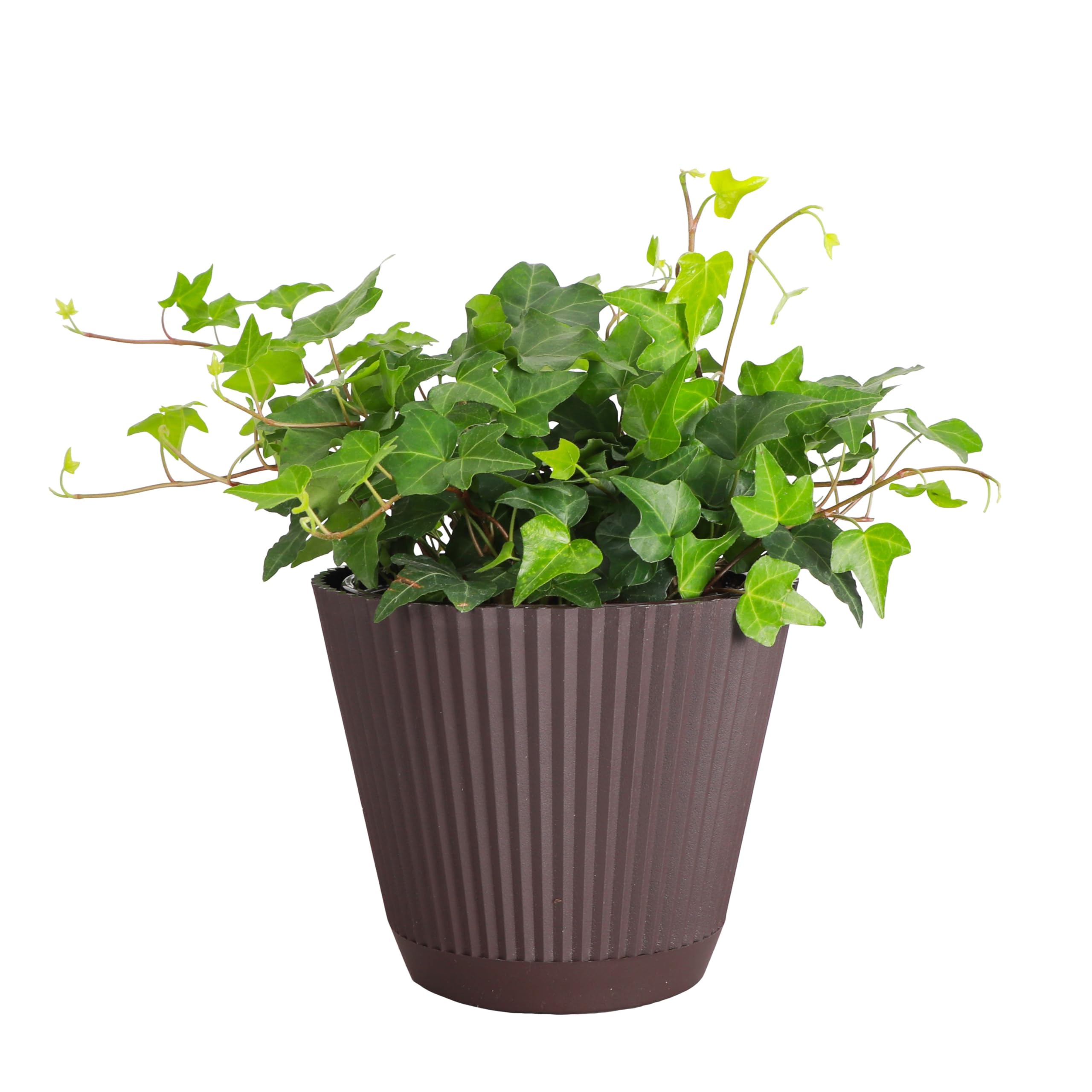 Live English Ivy Indoor Plant in 4" Pot