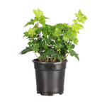 Live English Ivy Indoor Plant in 4" Pot