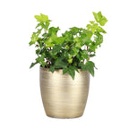 Live English Ivy Indoor Plant in 4" Pot