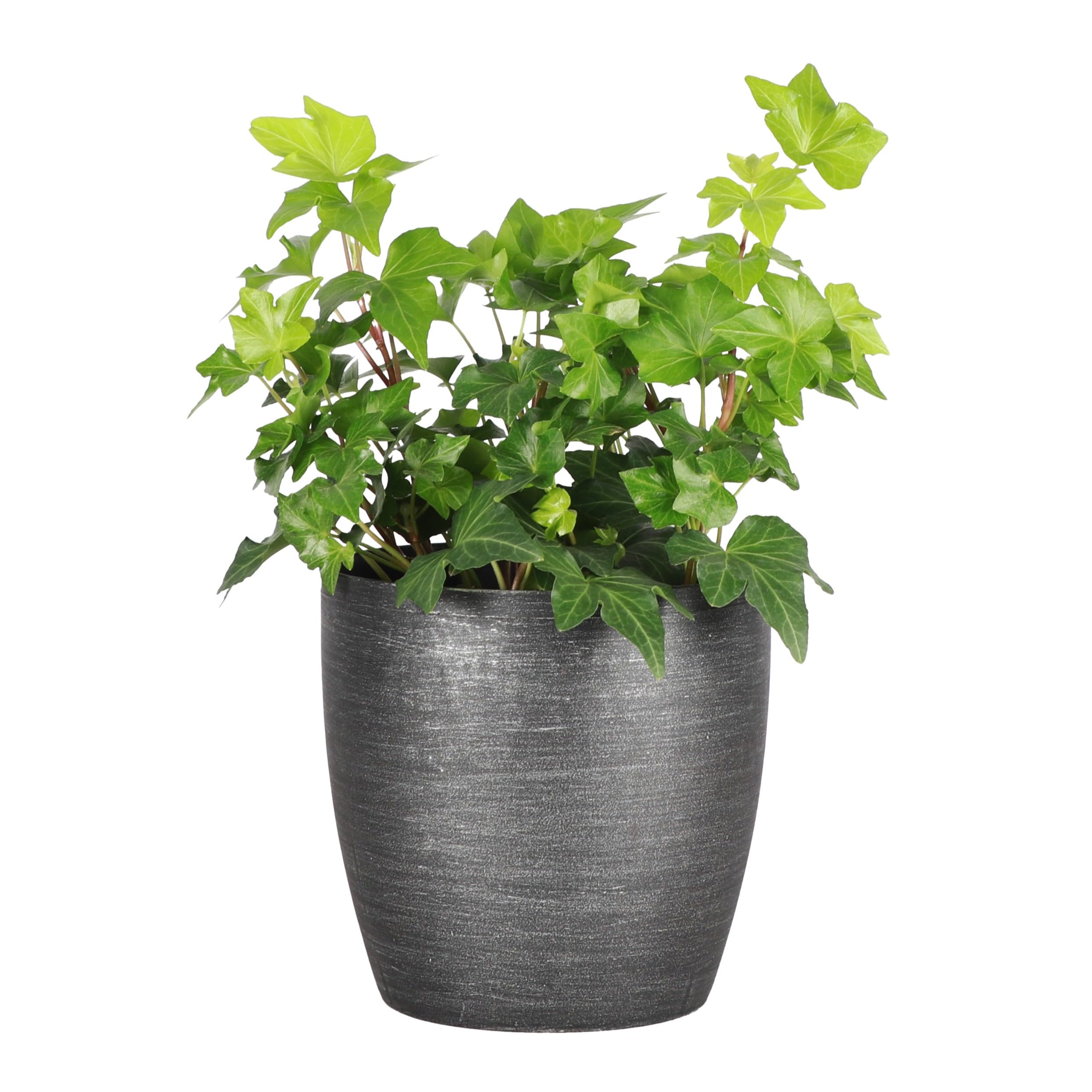 Live English Ivy Indoor Plant in 4" Pot